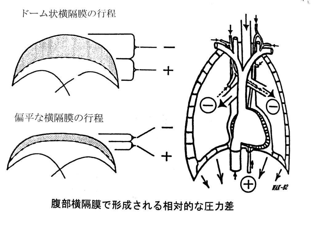 横隔膜の動きによる身体内部の圧力差/滋賀県栗東・草津・湖南の鍼灸・オステオパシーは渋江鍼灸マッサージ