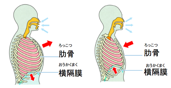 呼吸時の横隔膜の動きの説明/滋賀県栗東・草津・湖南の鍼灸・オステオパシーは渋江鍼灸マッサージ